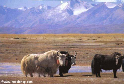 tibet4